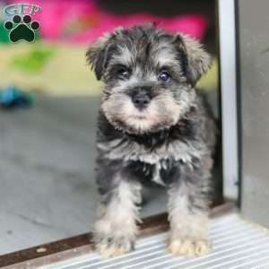 Clementine, Miniature Schnauzer Puppy